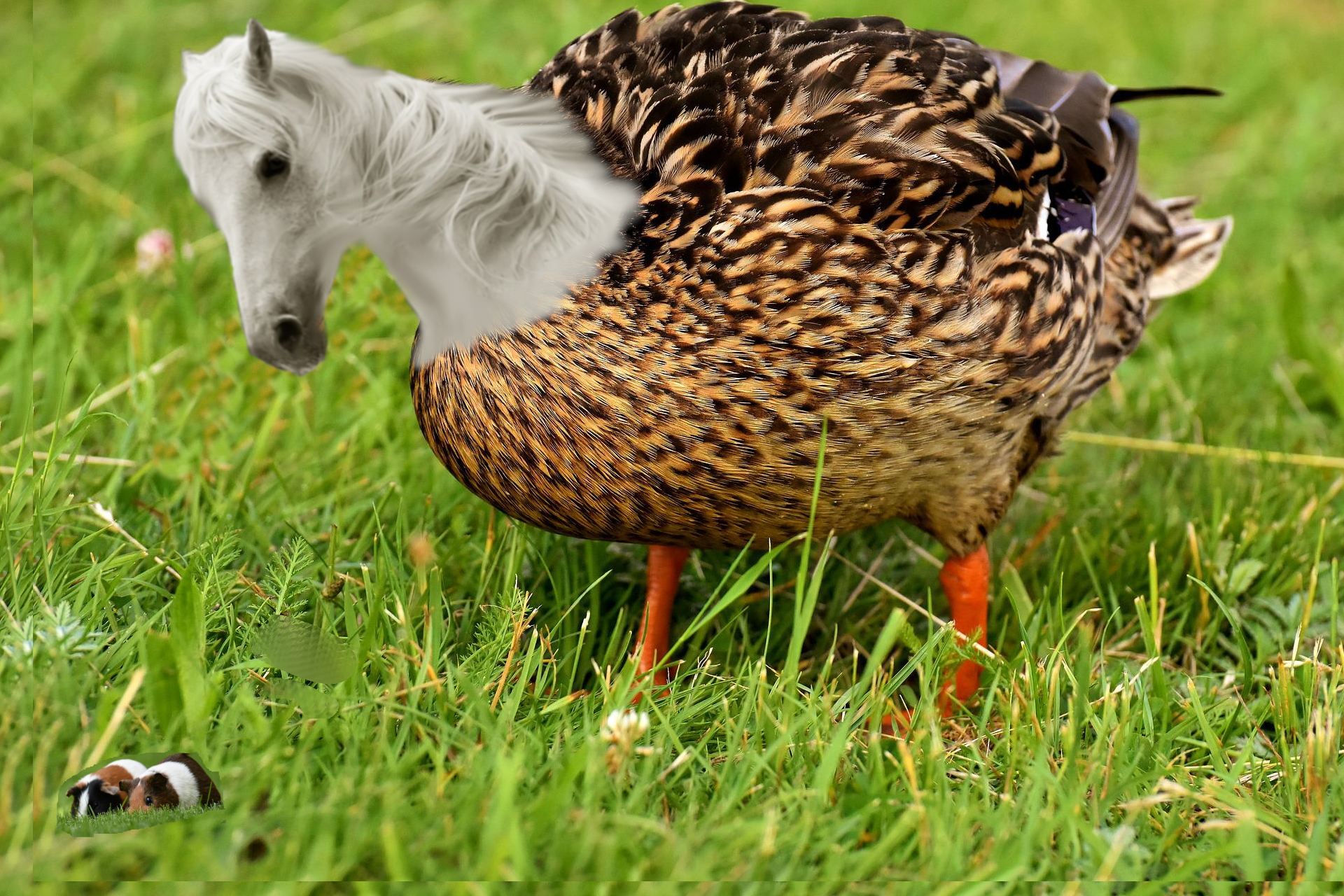 HorseDuck